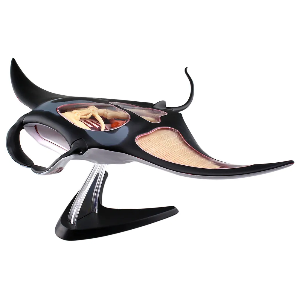 4D Vision Manta Ray Model