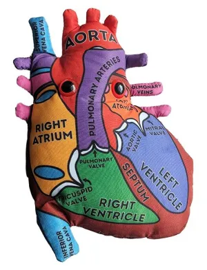 Heart Model - Stuffed